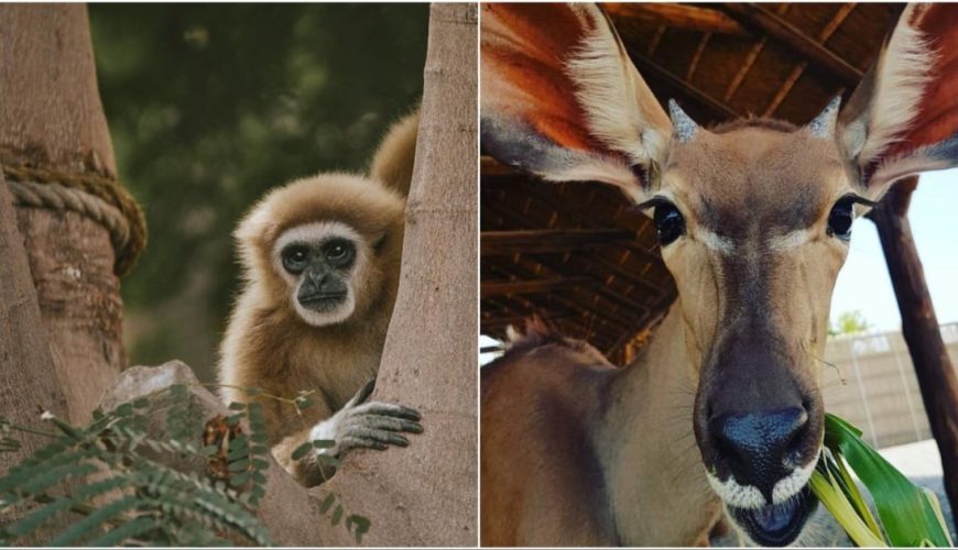 تاریخ بازگشایی دوباره پارک سافاری دبی برای فصل جدید اعلام شد