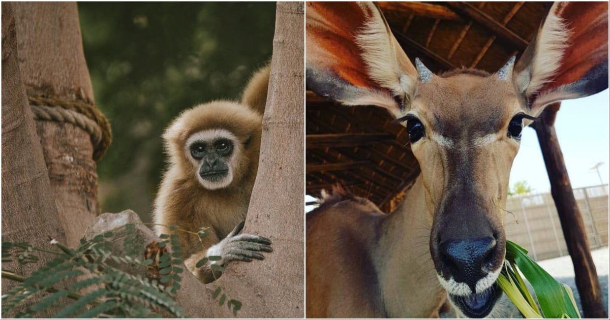 تاریخ بازگشایی دوباره پارک سافاری دبی برای فصل جدید اعلام شد