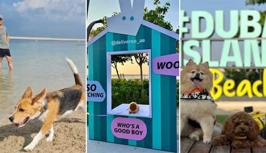 Woofstock UAE: جشنواره سگ‌ها که در نوامبر به دبی می‌آید