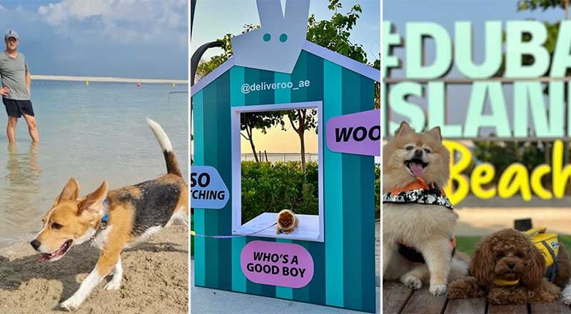 Woofstock UAE: جشنواره سگ‌ها که در نوامبر به دبی می‌آید