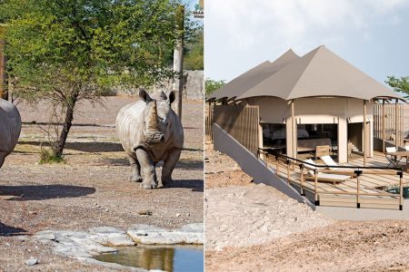 اقامت در یک رزورت سافاری لوکس در امارات متحده عربی به زودی ممکن می‌شود