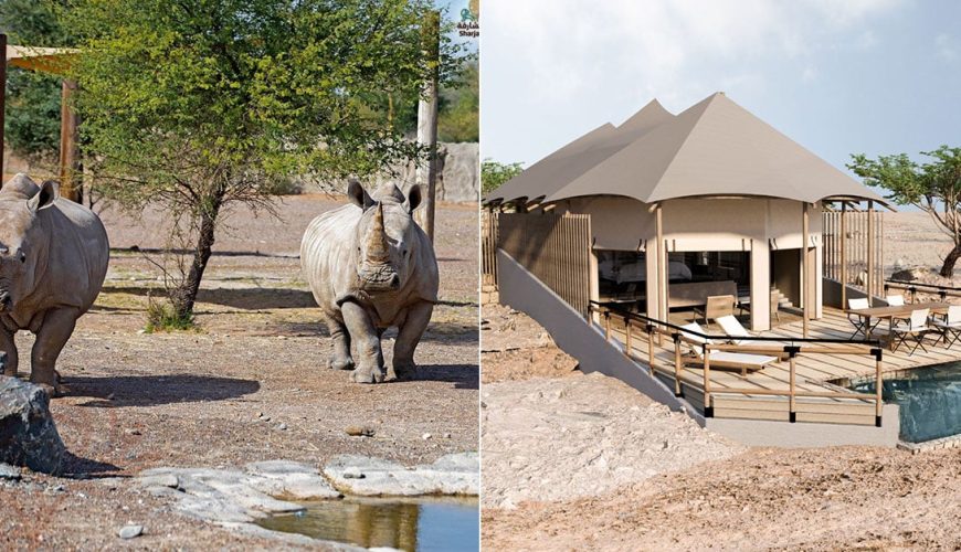 اقامت در یک رزورت سافاری لوکس در امارات متحده عربی به زودی ممکن می‌شود