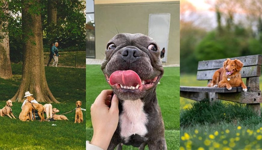 The Best Pet-Friendly Parks in Dubai for Walkies Season