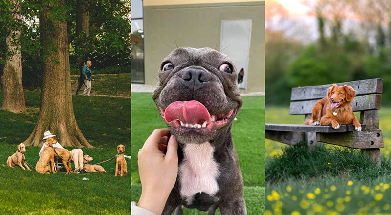 The Best Pet-Friendly Parks in Dubai for Walkies Season