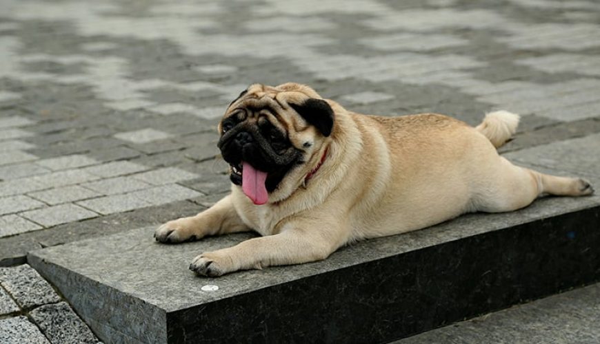 کلاس‌های رایگان پیلاتس در دبی با امکان حضور دوستان سگ‌دوست شما