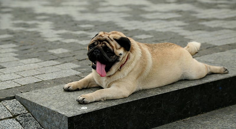 کلاس‌های رایگان پیلاتس در دبی با امکان حضور دوستان سگ‌دوست شما