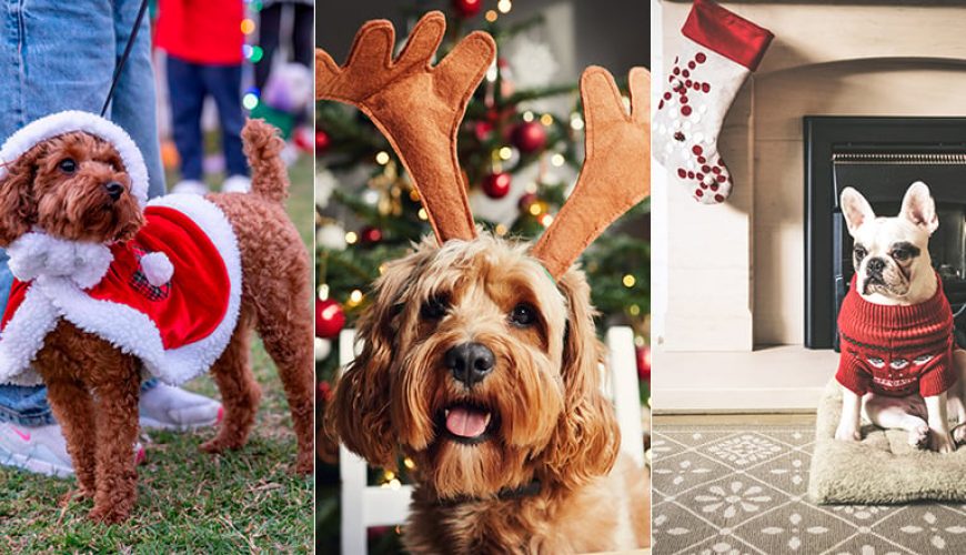 فعالیت‌های جشن کریسمس که با دوست‌پشمالوی خود می‌توانید انجام دهید