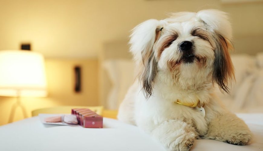 10 اقامت‌های پذیرای حیوانات خانگی در امارات برای سفر با همراه چهارپا