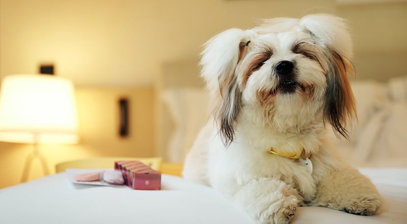 10 اقامت‌های پذیرای حیوانات خانگی در امارات برای سفر با همراه چهارپا