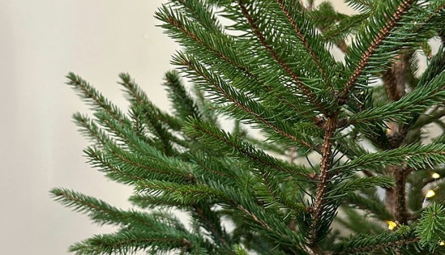 خرید درخت کریسمس واقعی یا مصنوعی در دبی: کجا و چگونه؟