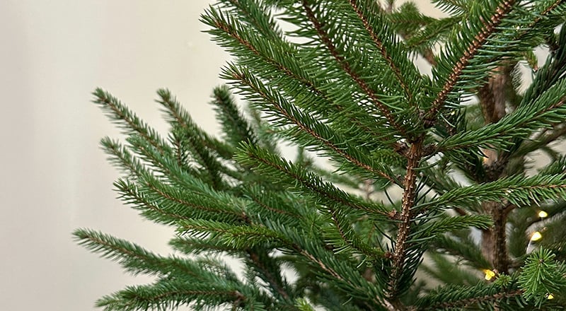 خرید درخت کریسمس واقعی یا مصنوعی در دبی: کجا و چگونه؟