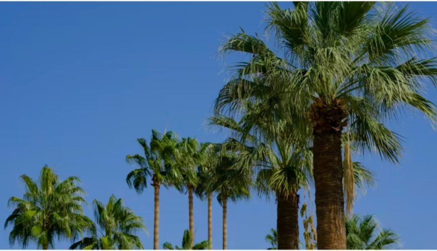 آغاز رسمی فصل زمستان در امارات؛ شب‌های خنک و مطبوع بالاخره رسید